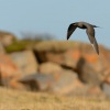 Chaluha prizivna - Stercorarius parasiticus - Arctic Skua 0638
